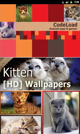 Kitten [HD] Wallpapers