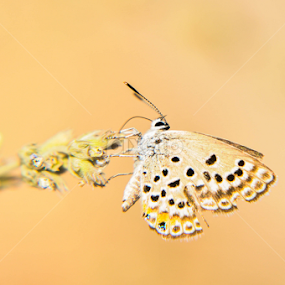 by Ejaz Ahmed - Animals Other