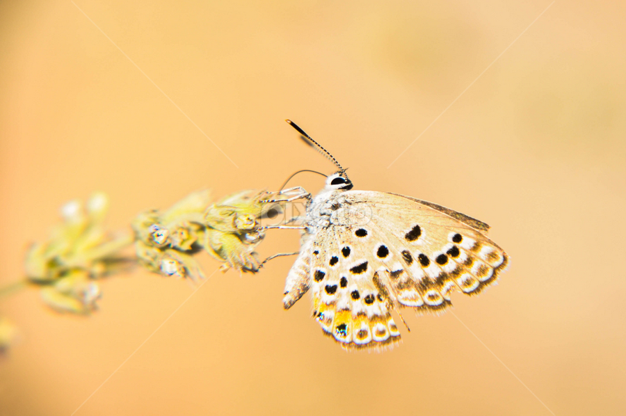 by Ejaz Ahmed - Animals Other