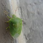 Green Vegetablke bug