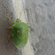Green Vegetablke bug