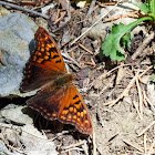 Tawny emperor