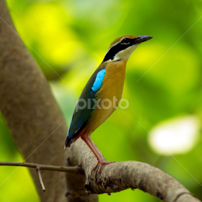 Indian Pitta by नवीन जोशी - Animals Birds