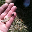 Eastern Lubber Grasshopper