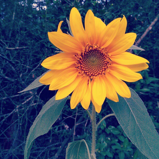 Sunflower