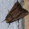 Devonshire Wainscot Moth