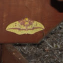 Imperial Moth