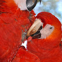 Scarlet Macaw - Guacamaya Rojo
