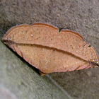 Dry Leaf Moth