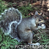 Eastern Gray Squirrel