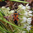 Small milkweed bug
