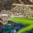 Southern Toad