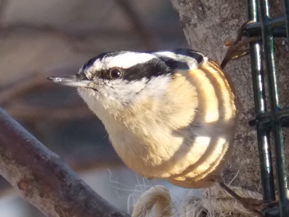 Red-breasted Nuthatch ♀