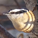 Red-breasted Nuthatch ♀