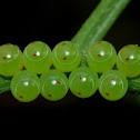 Unknown insect eggs