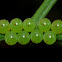 Unknown insect eggs