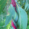 Eucalyptus leaf galls