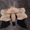 Walnut sphinx moth (male)