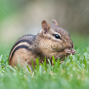 Crunch Crunch by Jean-Pierre Ducondi - Animals Other Mammals