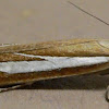 Grass-veneer Moth
