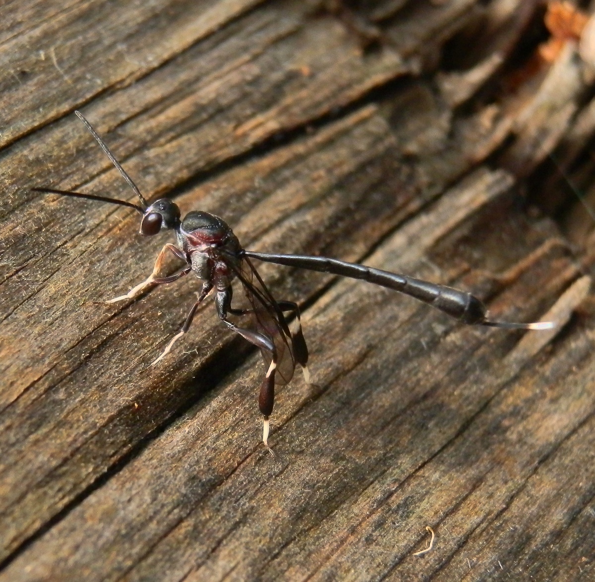 Gasteruptiid Wasp - female