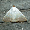 Pulchella moth