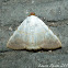 Pulchella moth