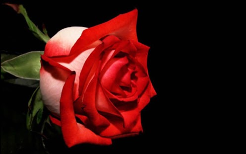 Download Rose Wallpaper APK for Android