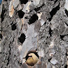 Acorn Woodpecker (granary)