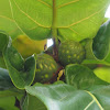 Banjo fig / Fiddle-leaf fig