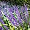 Lily-turf 'Royal Purple'