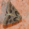 Ragweed flower moth
