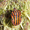 Italian Striped Bug