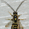 Ichneumonid Parasitoid Wasp