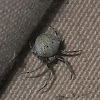 False House Button Spider