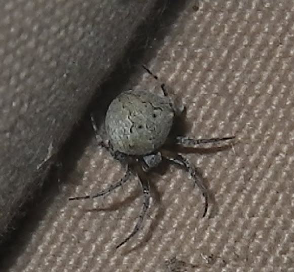 False House Button Spider Project Noah