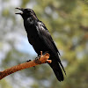 Common Raven