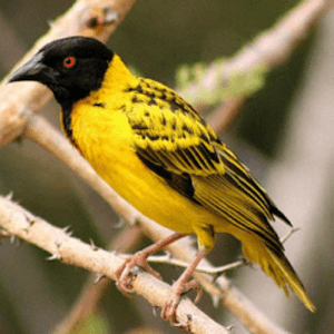 African Birds Sounds logo