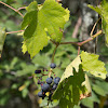 Common Grape Vine