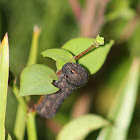 CaterpillarYellowstriped Armyworm or Cotton Cutworm