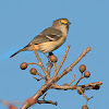 White-eyed Vireo