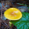 Yellow waxy cap mushroom