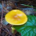Yellow waxy cap mushroom