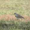 Crowned Lapwing / Crowned Plover