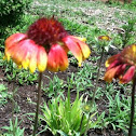 Blanket flower