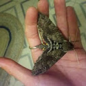 Sphinx moth (hummingbird moth)