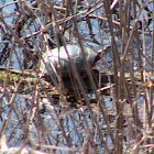 Eastern Painted Turtle