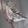 Common red poll