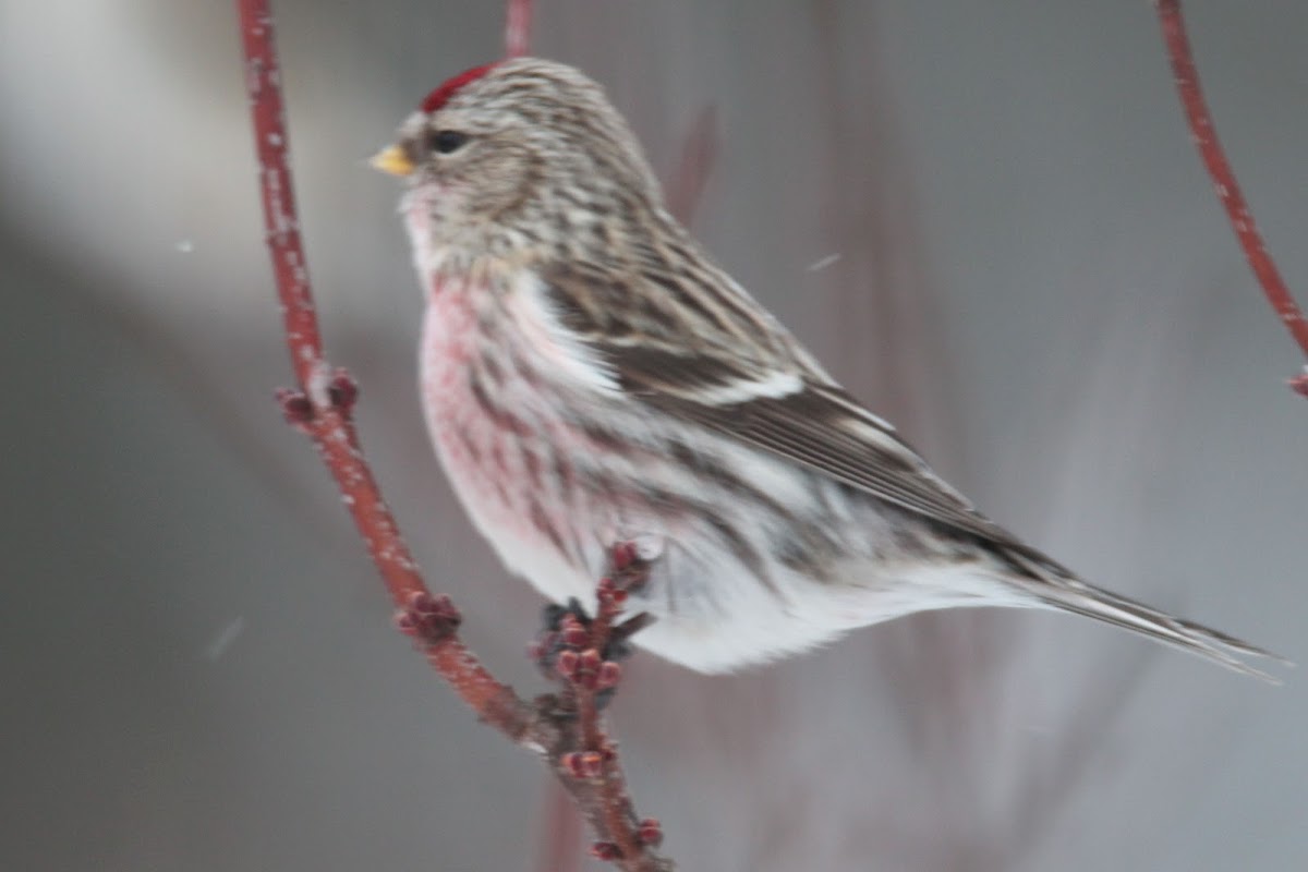 Common red poll