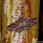 Green-dusted zale moth